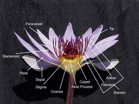 floral diagram of water lily 